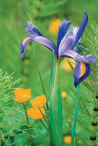 Design for Life: Celebrate the Seasons Image